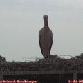09_45-mast.jpg