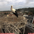 09_45-nest.jpg