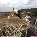 09_50-nest.jpg