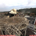 10_00-nest.jpg