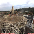 10_05-nest.jpg