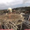 10_10-nest.jpg