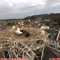 10_15-nest.jpg