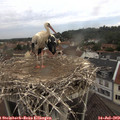 10_25-nest.jpg