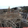 10_30-nest.jpg