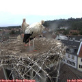 10_35-nest.jpg