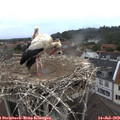 10_40-nest.jpg