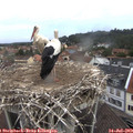 10_45-nest.jpg