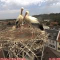 10_50-nest.jpg