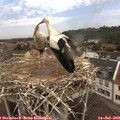 10_55-nest.jpg