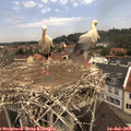11_00-nest.jpg