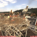 11_10-nest.jpg