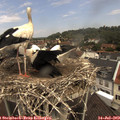 11_15-nest.jpg