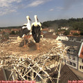 11_20-nest.jpg