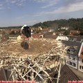 11_30-nest.jpg