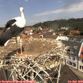 11_35-nest.jpg