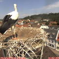 11_40-nest.jpg