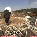11_45-nest.jpg