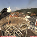 11_50-nest.jpg