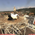 12_10-nest.jpg