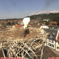 12_15-nest.jpg