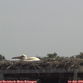 12_25-mast.jpg