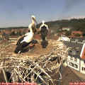 12_40-nest.jpg