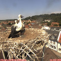 12_45-nest.jpg