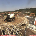 12_50-nest.jpg