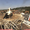 12_55-nest.jpg