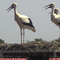 13_00-mast.jpg
