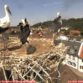 13_05-nest.jpg
