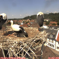 13_10-nest.jpg