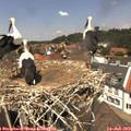 13_15-nest.jpg