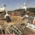 13_20-nest.jpg