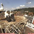 13_25-nest.jpg
