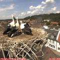 13_40-nest.jpg