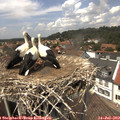 13_50-nest.jpg