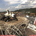 13_55-nest.jpg