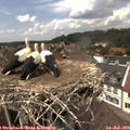 14_00-nest.jpg