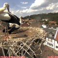 14_20-nest.jpg