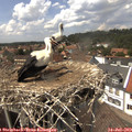 14_35-nest.jpg