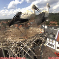 14_45-nest.jpg