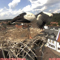 14_50-nest.jpg
