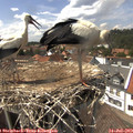 15_00-nest.jpg