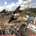 15_05-nest.jpg