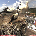 15_10-nest.jpg