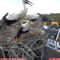 15_15-nest.jpg
