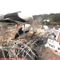 15_20-nest.jpg