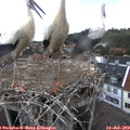 15_40-nest.jpg